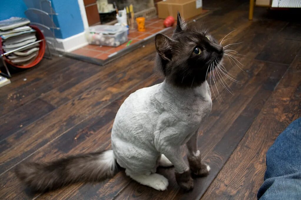 Подстриженная кошка фото quincy got a haircut bug138 Flickr