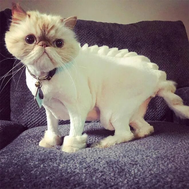 Подстриженная кошка фото Awkward Grooming Trend: Dinosaur Cat Haircuts Cat haircut, Cats, Sick cat