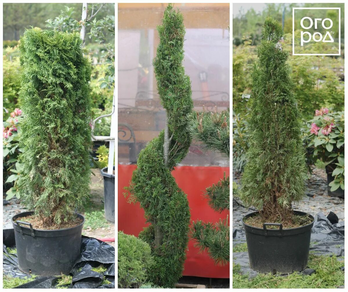 Подстриженная туя фото Мастер-класс: топиарная стрижка туи Topiary, Outdoor, Garden