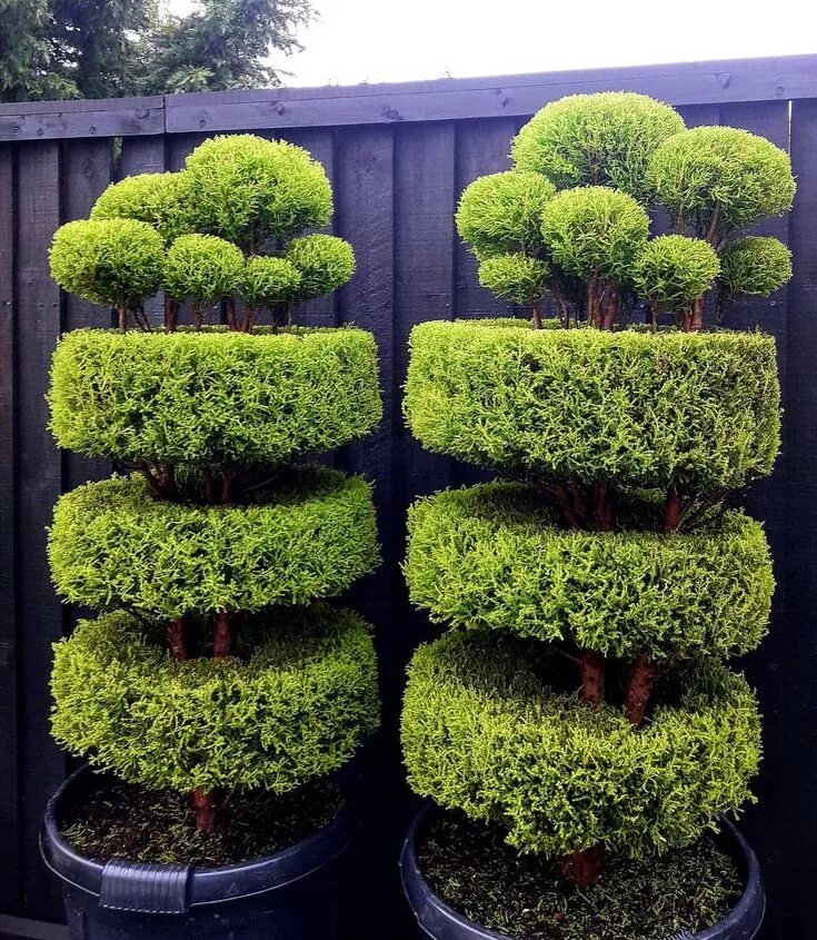 Подстриженная туя фото topiaries #topiary #hobby #gardener #nature #craft #photography #planter #inspir