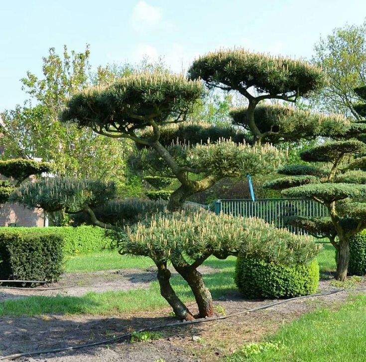 Подстриженные сосны фото Технология формировки Ниваки ART Story Дзен Topiary garden, Japan garden, Japane