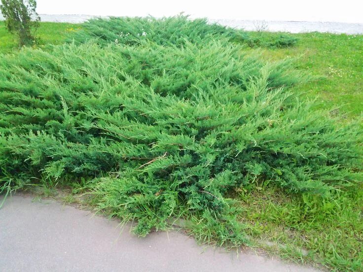 Подстриженный казацкий можжевельник фото Казацкий можжевельник. Эффектный минимализм Garden, Herbs, Plants