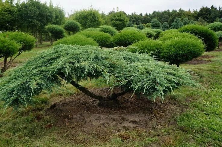 Подстриженный казацкий можжевельник фото Ниваки: мастер-класс по стрижке деревьев Садовые идеи, Сад с подстриженными дере