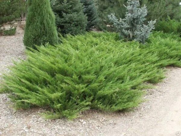 Подстриженный казацкий можжевельник фото Можжевельник казацкий Arcadia (Juniperus sabina Arcadia) купить в Самаре