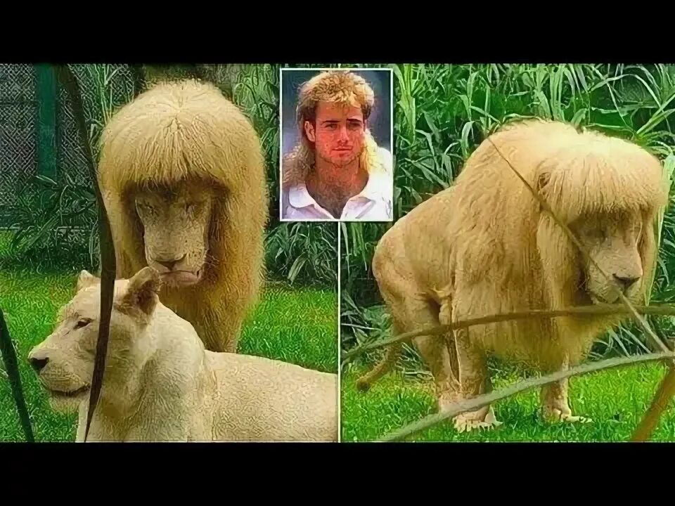 Подстриженный лев фото lion named "Hang Hang" with blunt bangs has become a cyber celebrity after its v