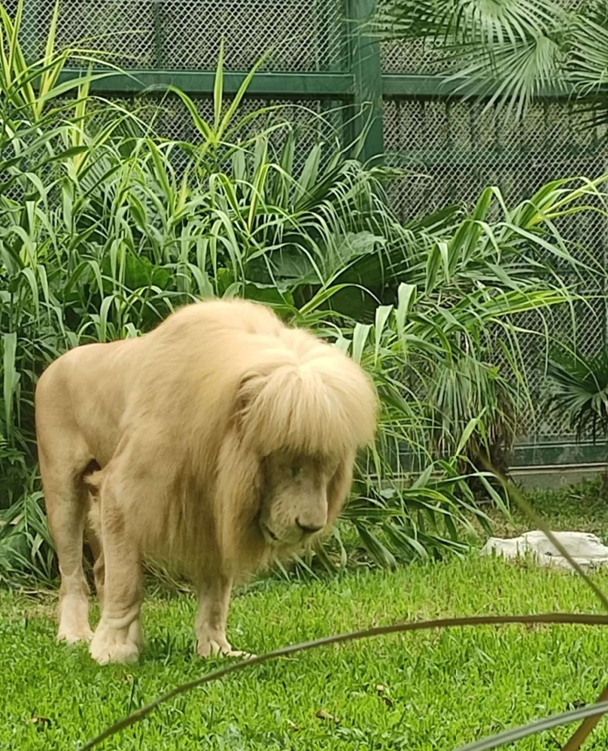 Подстриженный лев фото Lion with 'mullet' forces zoo to deny Joe Exotic haircut: 'It’s nature’s magic'