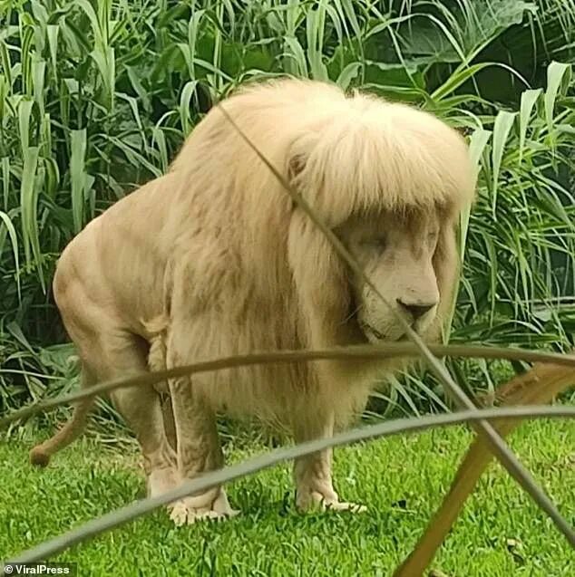 Подстриженный лев фото Lion wows zoo visitors with his mullet hairstyle in China Lion images, Feline, Z