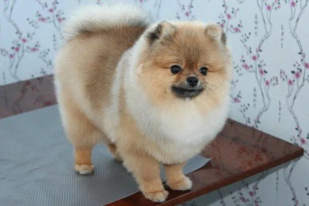 Подстриженный померанский шпиц фото pictures of pomeranian hair cuts - Yahoo Image Search Results Dog haircuts, Pome