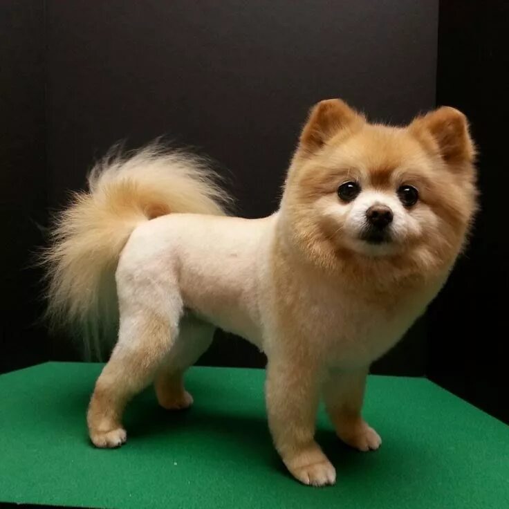 Подстриженный померанский шпиц фото Pin by Abby Aloni on Pomeranian haircuts Dog haircuts, Pomeranian haircut, Pomer