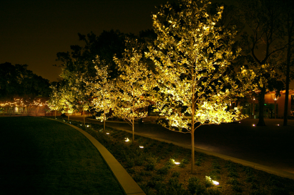 Подсветка деревьев фото Hermann Park Lake Plaza Lam Partners Architectural Lighting Design Landscape lig