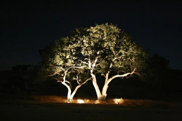 Подсветка деревьев фото TREE LIGHTING. Amazing, isn't it, how lights can set a mood? They can be expensi