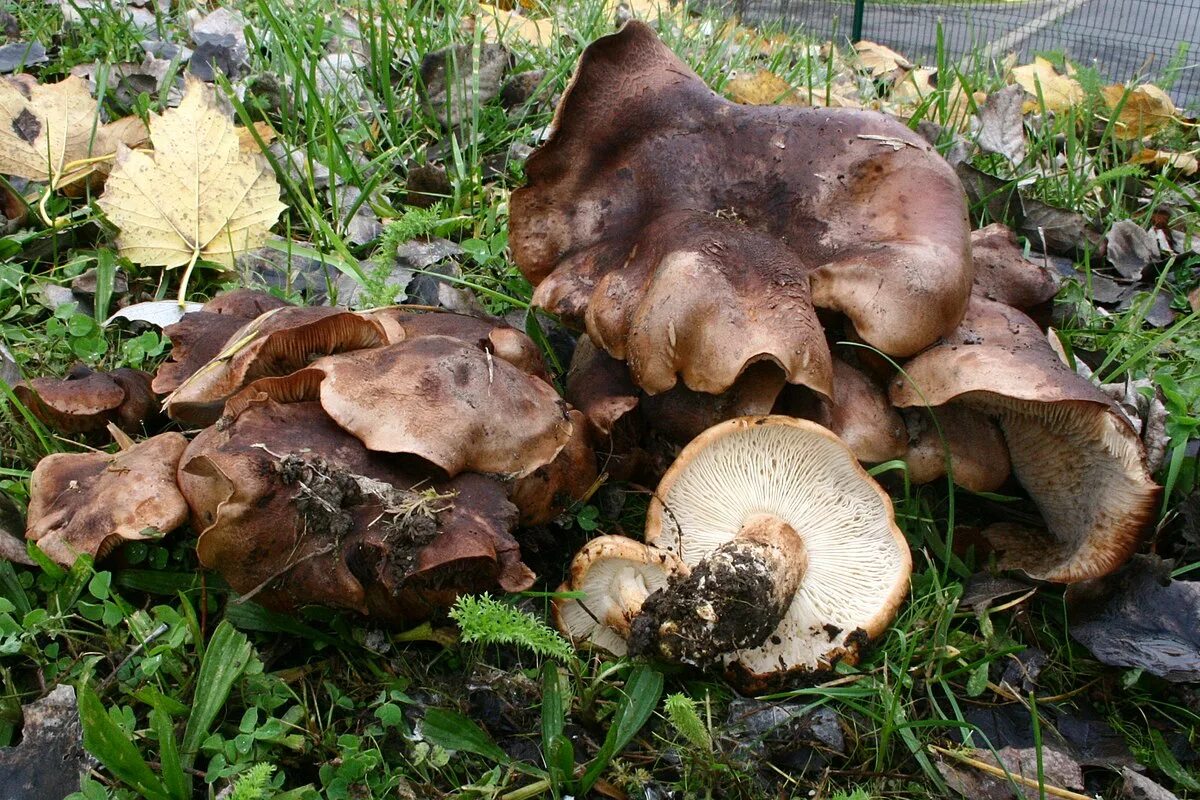 Подтопольники грибы фото и описание как готовить Fișier:Tricholoma populinum 1129830.jpg - Wikipedia