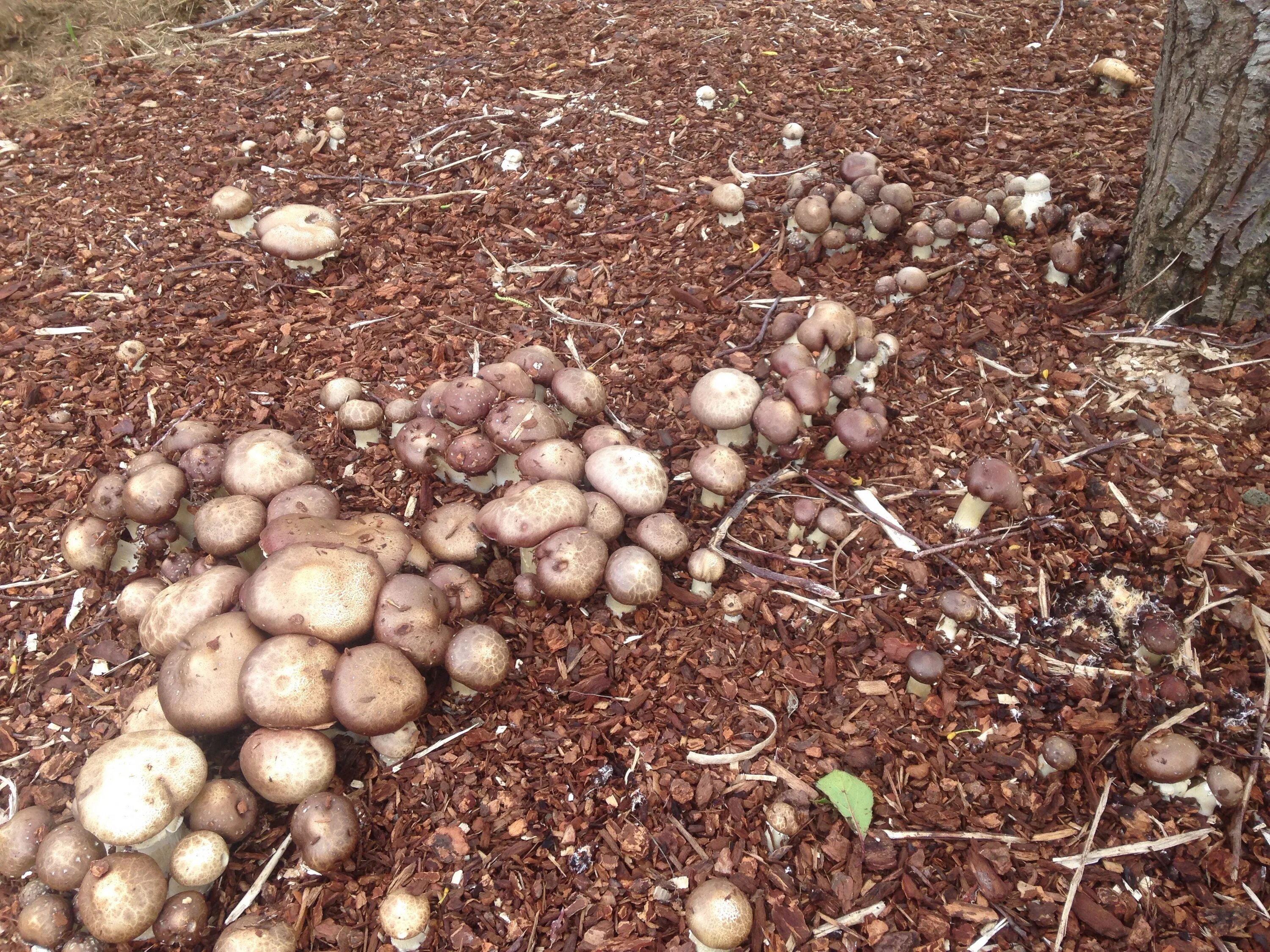 Подтопольники грибы где растут как выглядит Growing mushrooms in soil rather than logs or chips (fungi forum at permies)