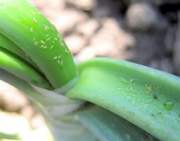 Подуры на орхидеях фото Leek pests and diseases: Complete guide with photos - Complete Gardering