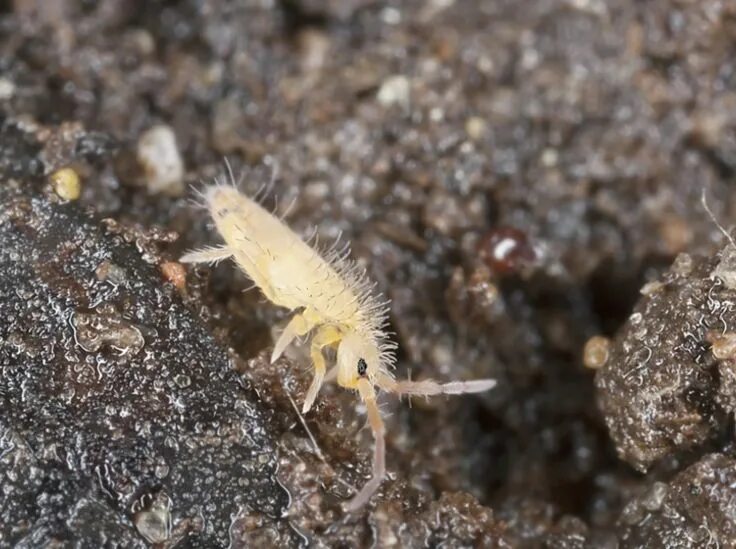 Подуры в комнатных растениях фото Springschwänze in der Erde Springtails, Planet natural, Pest control