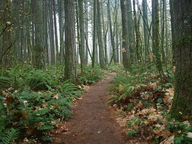 Подушкинский лес фото Tualatin Hills Nature Park - 12/10/11 - Oregon Hikers