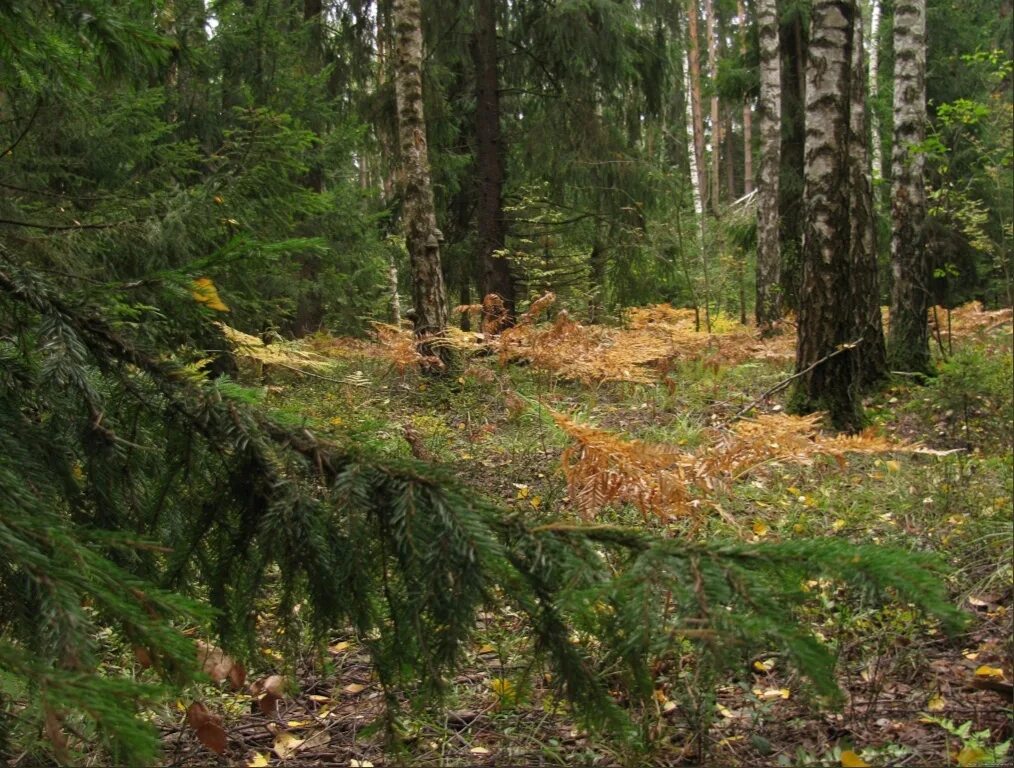 Подушкинский лес фото В окружении лесов Крестцы