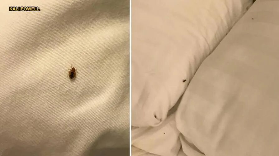 Подушные клещи как выглядят After bedbug invasion at Hawaii airport, what to know and how to recognize the n