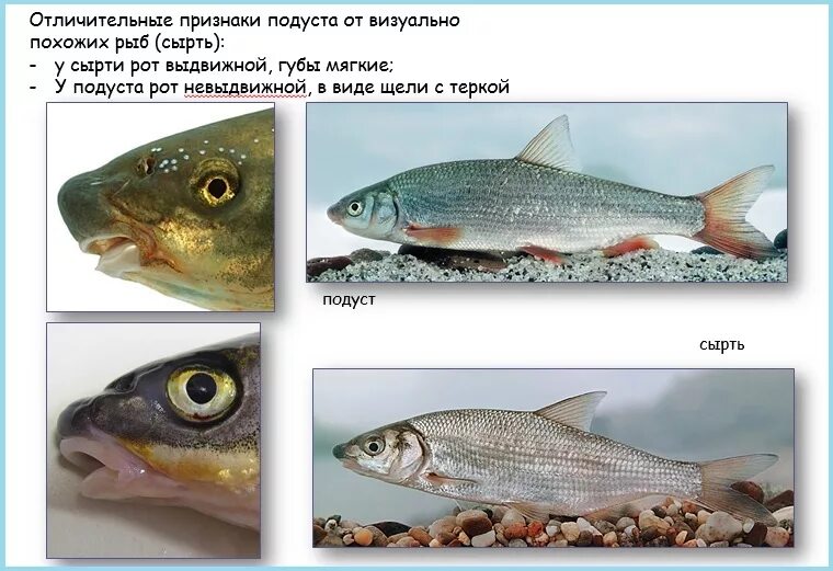 Подуст рыба фото и описание в беларуси Рыба рыбе - рознь - bykhov.by