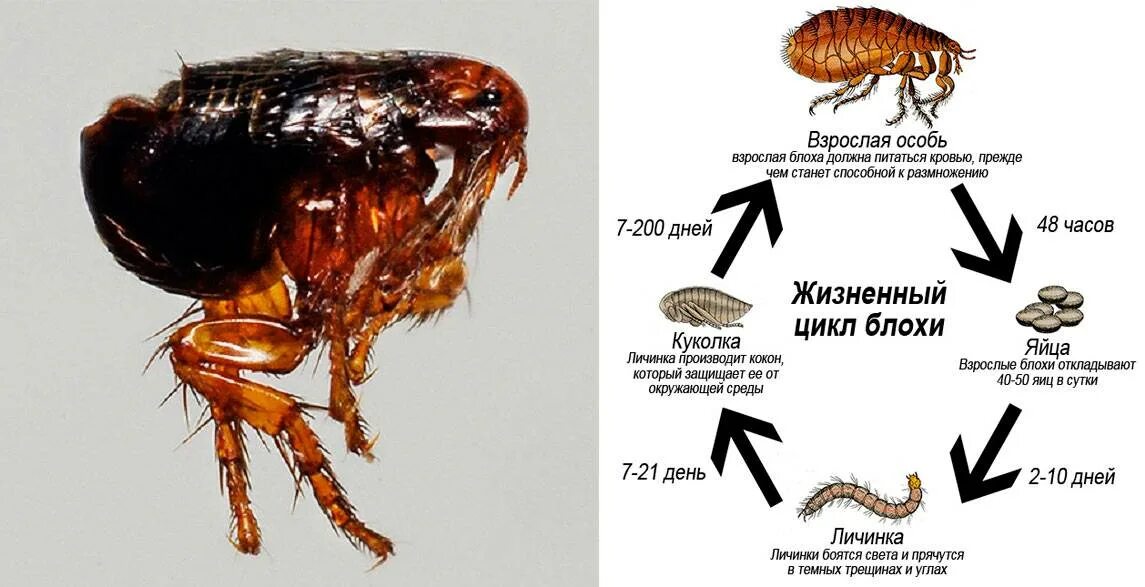 Подвальные блохи как выглядят фото Блохи в доме? Как избавиться навсегда и Что делать - Самые эффективные способы б