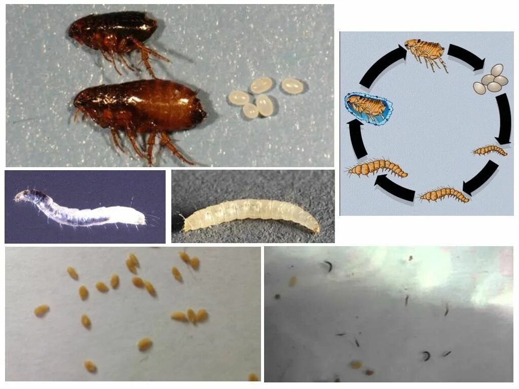 Подвальные блохи как выглядят фото Служба по уничтожению блох в квартире цена в Москве Дезцентр-Русь