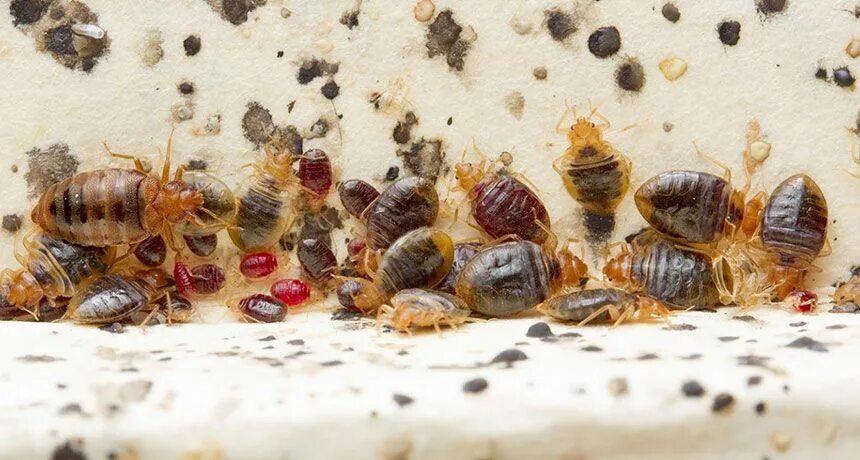 Подвальные клопы фото Even after bedbugs are eradicated, their waste lingers Science News Bed bugs, Be