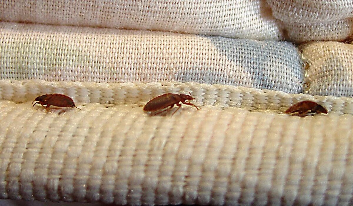 Подвальные клопы фото Bedbugs an increasing concern at DNC hotels - Washington Times