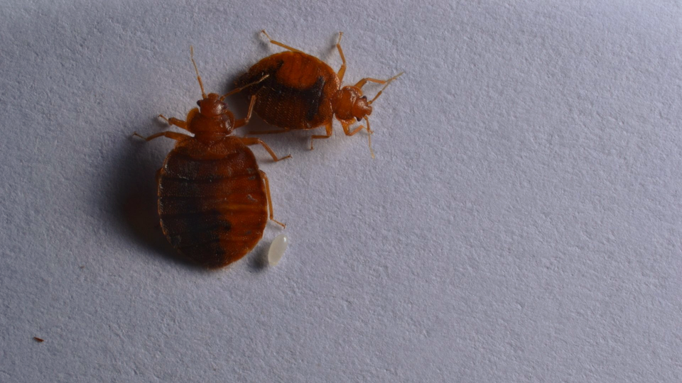 Подвальные клопы фото Know Before You Go: Preventing bed bugs when you travel