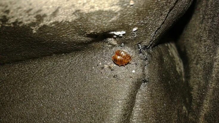 Подвальные клопы фото Controlling spread of bed bugs requires vigilance Best pest control, Rid of bed 