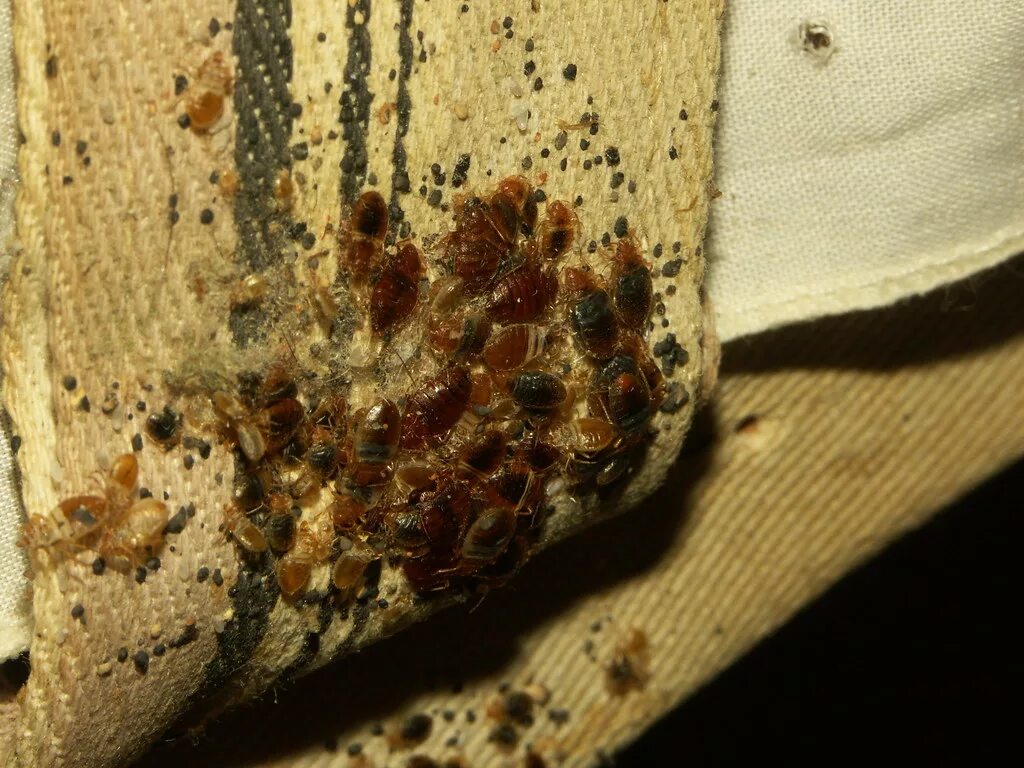 Подвальные клопы фото Bed bugs