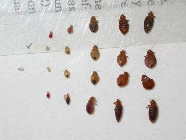 Подвальные клопы фото Bed Bugs FAQ & Solutions from Rose Pest Solutions