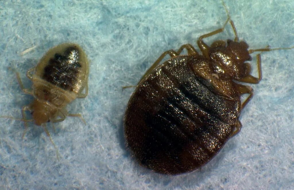 Подвальные клопы фото Bedbugs a Worry for Scouring Shoppers at Secondhand Stores - The New York Times