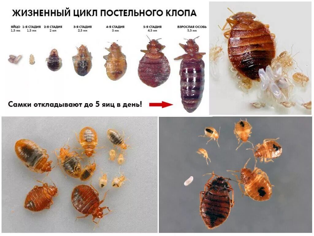 Подвальные клопы как выглядят Как выглядят яйца клопов? Где искать личинки клопов