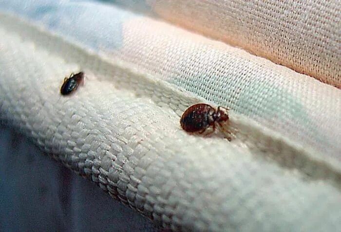 Подвальные клопы как выглядят санпединстанция новосибирска Bed bugs, Bed bugs treatment, Bed bug bites