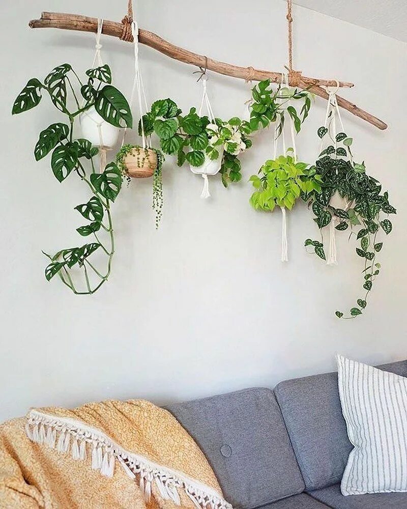 Подвесные стены фото Цветы на ветке House plants decor, Hanging plants, Plant decor indoor