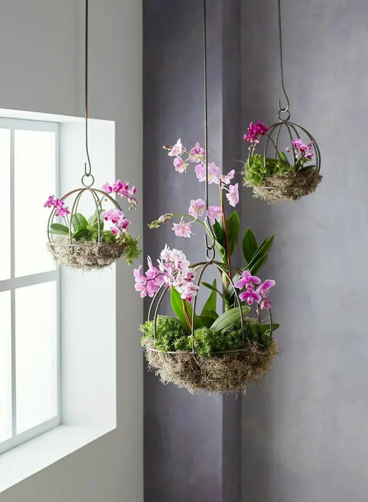 Подвесные цветы в интерьере All You Need to Know About How to Hang Plants from the Ceiling Orquídeas, Como f