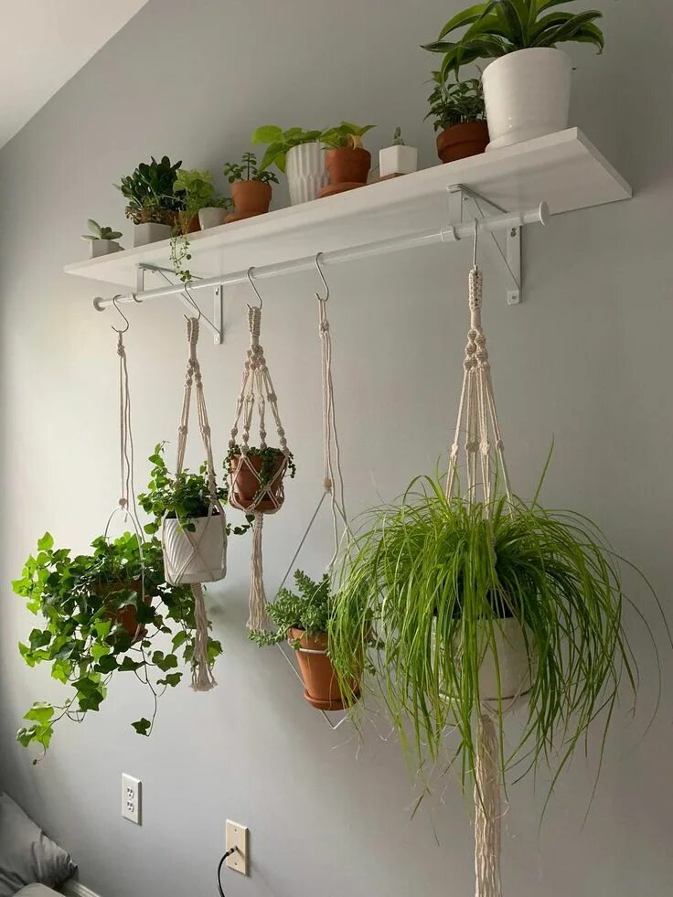 Подвесные цветы в интерьере Reddit - houseplants - I felt this blank wall needed some new life. Bought a clo