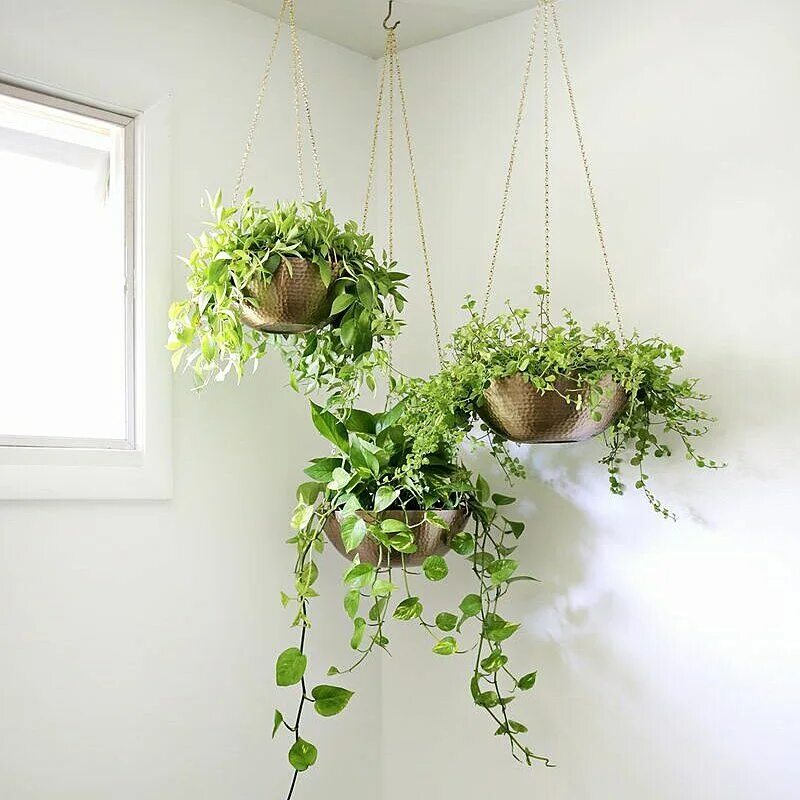 Подвесные цветы в интерьере How To Turn a Cardboard Box Into a Garden Planter Hanging plants, Room with plan