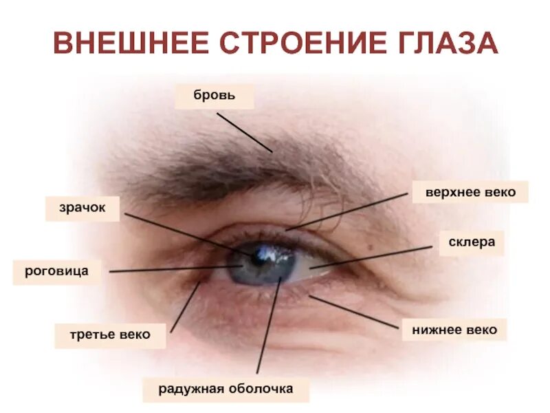 Подвижное веко где это фото АНАТОМИЯ ГЛАЗА: Строение и функции органов зрения человека