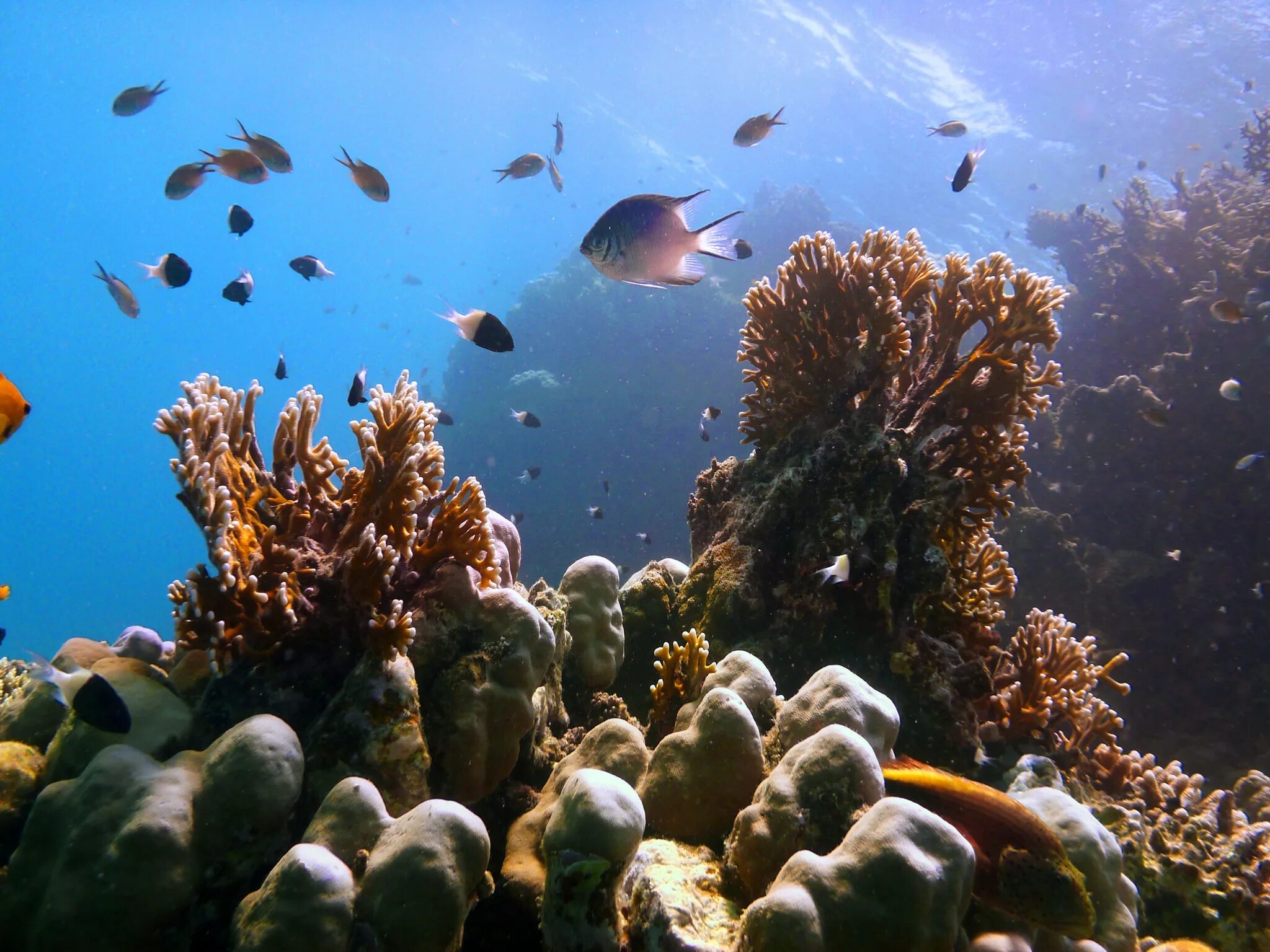 Подводные фото красного моря Фото Подводный мир Красного моря (Марса Алам, Египет), альбом Подводный мир Марс