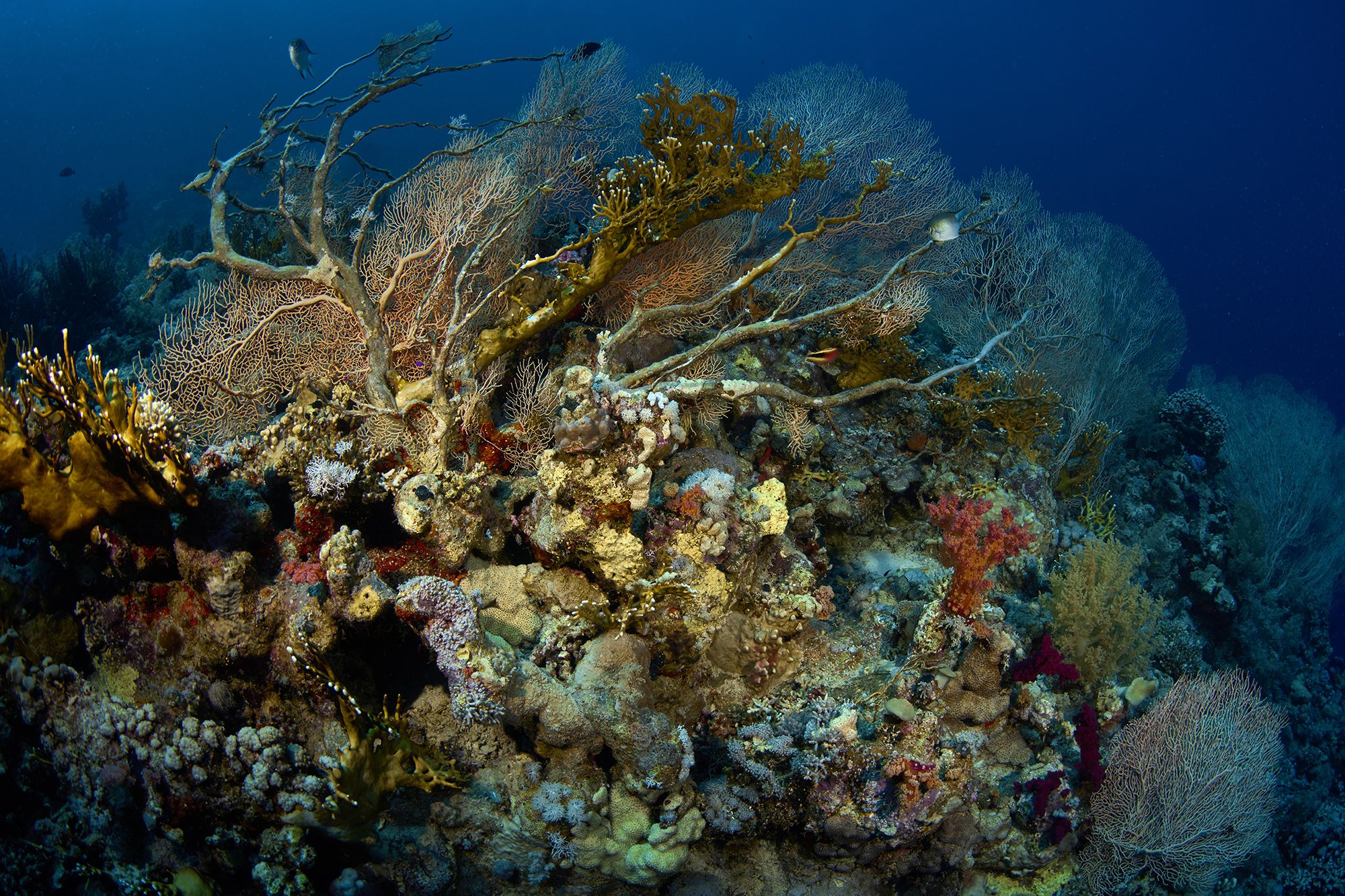 Подводные фото красного моря Рифы Красного моря. Photographer PAVEL PEREPECHAEV