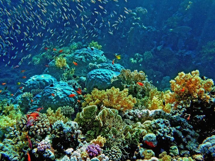 Подводные фото красного моря Coral Garden Grande barreira de corais, Fotografia subaquática, Egito