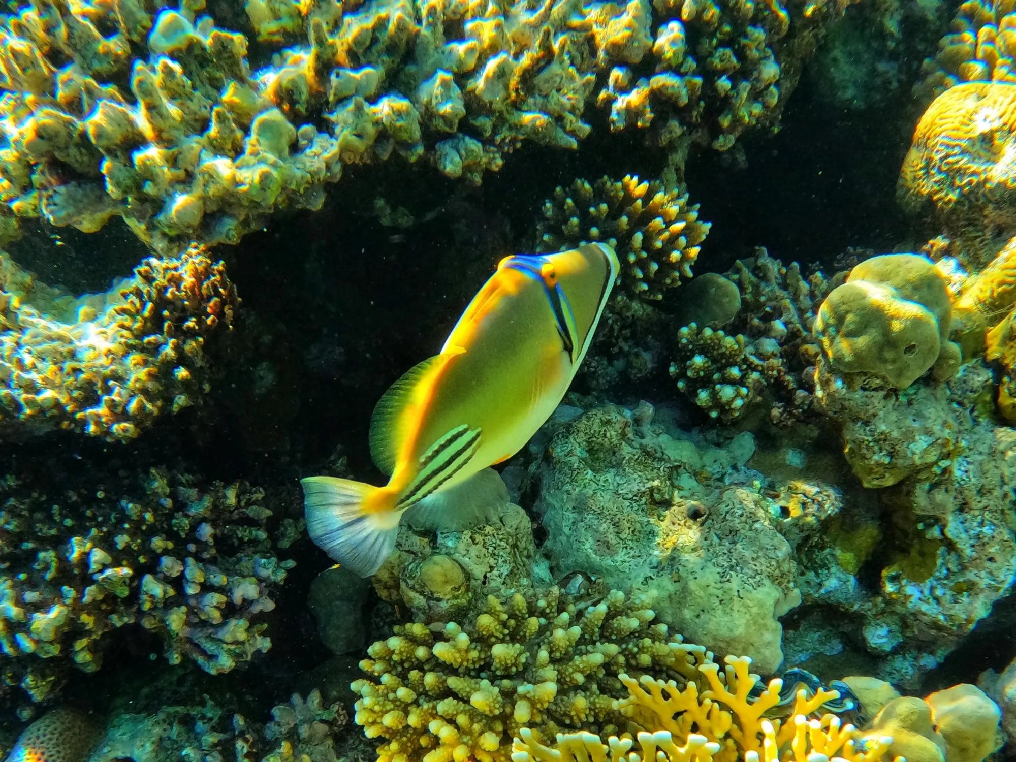 Подводные фото красного моря Подводный мир красного моря - Сказочный морской подводный мир ." - создано в Шед