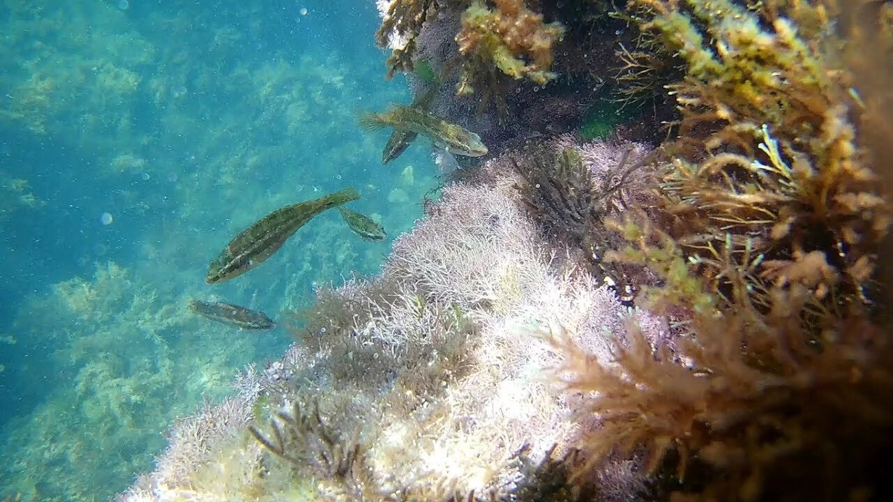 Подводные фото крыма Подводная съёмка (Чёрное море, Севастополь) в HD. Underwater, Black Sea. Fish. -