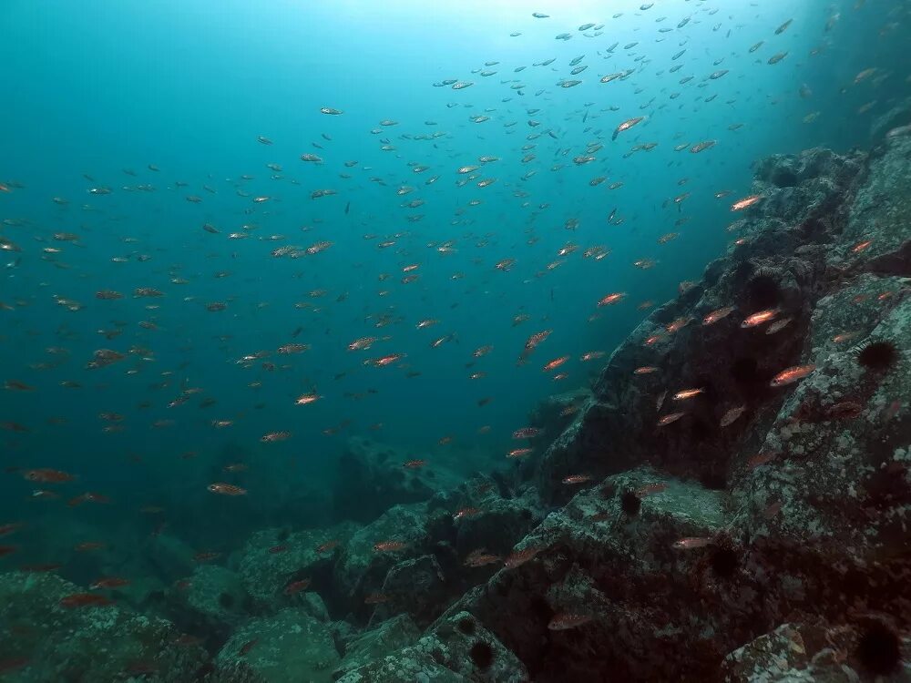 Подводные фото крыма Подводный мир Японского моря Фото А.Аристархова Фотогалерея