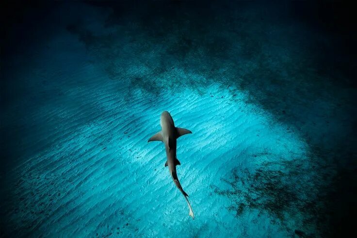 Подводные животные картинки Photographer Jorge Cervera Hauser Captures Sea Creatures Against Sun-Drenched Oc