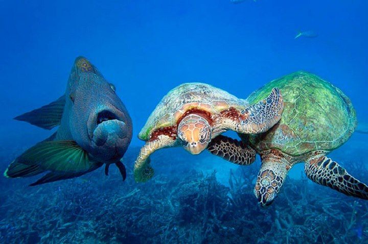 Подводные животные картинки Pin by Kristen Gill on Kristen Gill Travel Writing & Photography Turtle, Ocean c