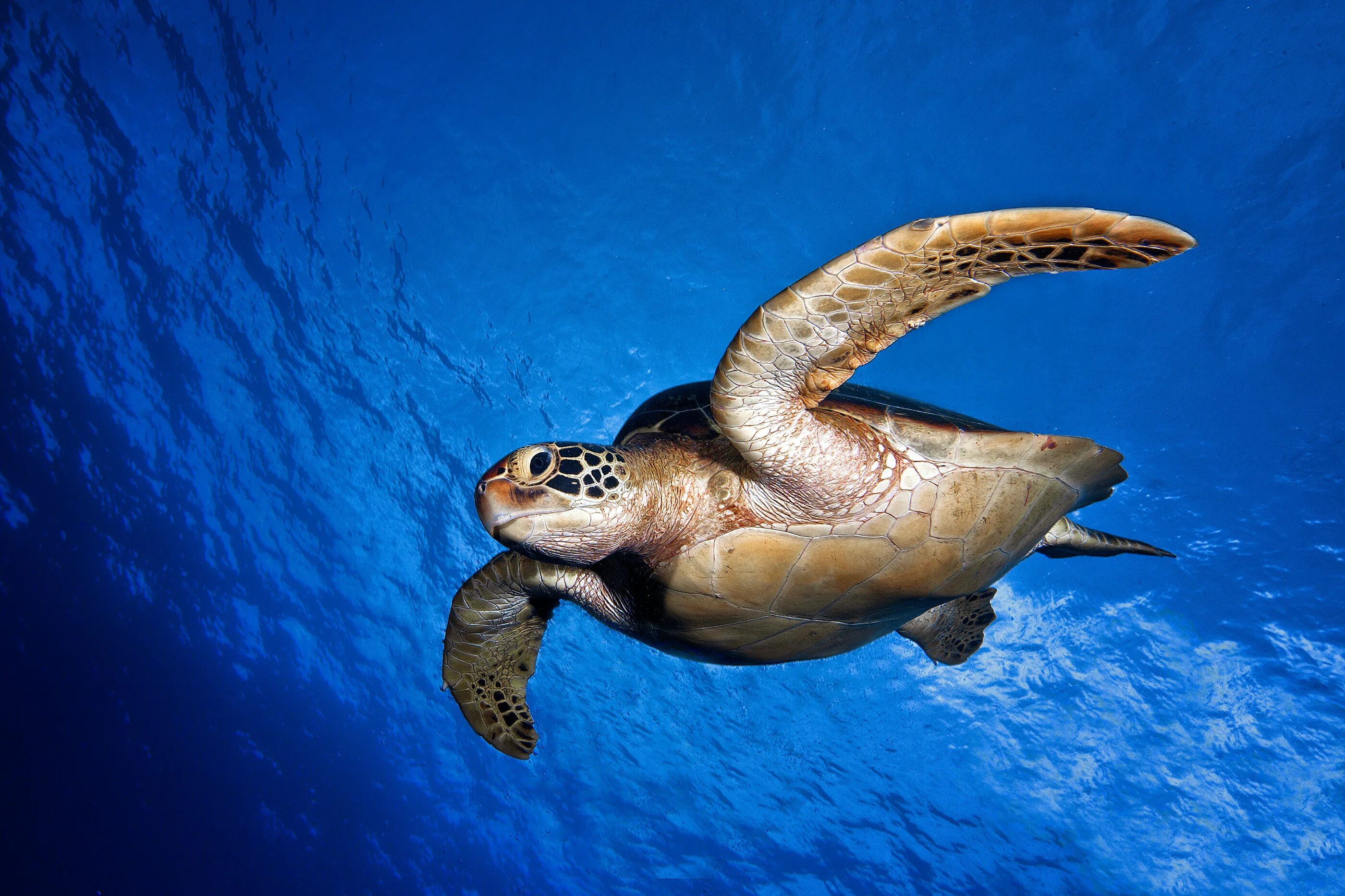 Подводные животные картинки A green turtle come to the deep (8) Images :: Behance