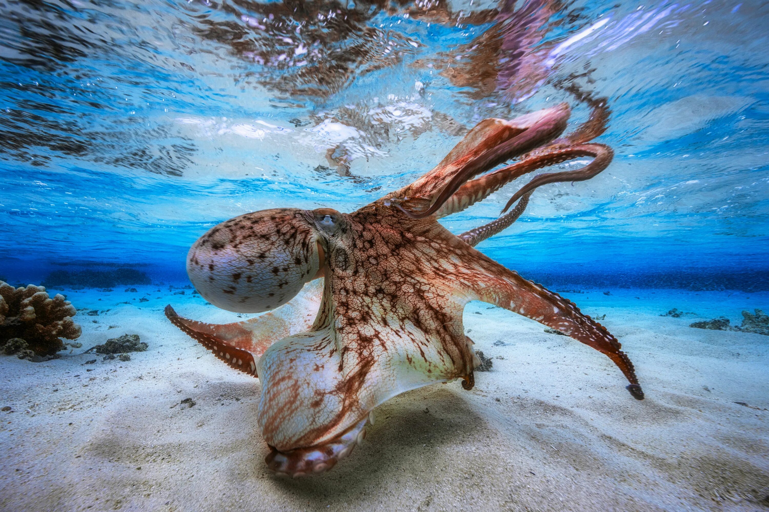 Подводные животные картинки 2017 Underwater Photographer of the Year: winning photos announced: Digital Phot