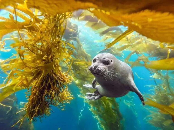 Подводные животные картинки Marine life - photography: Alex Robert in 2020 Animals, Gopro photos, Harbor sea